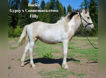 Gypsy Horse Mix, Mare, 1 year, 14 hh, Buckskin