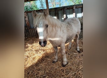 Gypsy Horse, Mare, 1 year, 14 hh, Palomino