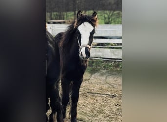 Gypsy Horse, Mare, 1 year, 14 hh, Smoky-Black