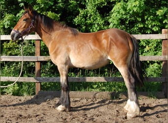 Gypsy Horse, Mare, 1 year, 15.2 hh, Brown