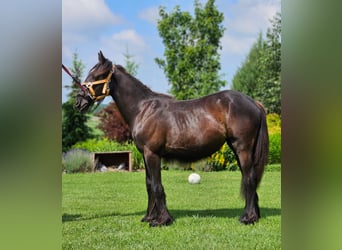 Gypsy Horse, Mare, 1 year, Black