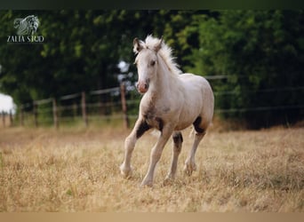 Gypsy Horse, Mare, 1 year, Palomino