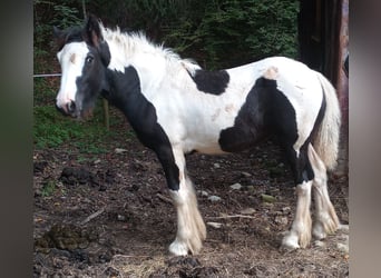 Gypsy Horse, Mare, 1 year, Pinto