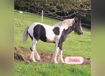 Gypsy Horse, Mare, 1 year, Pinto