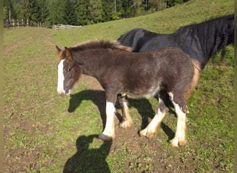 Gypsy Horse, Mare, 1 year, Roan-Red