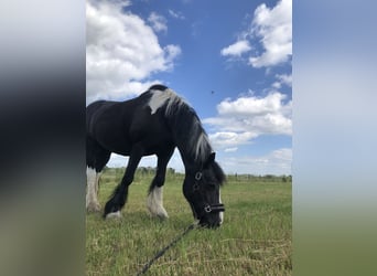Gypsy Horse, Mare, 21 years, 15 hh, Pinto