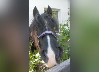 Gypsy Horse, Mare, 23 years, 14 hh, Black