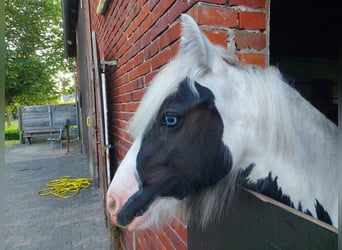 Gypsy Horse Mix, Mare, 2 years, 11.2 hh, Pinto