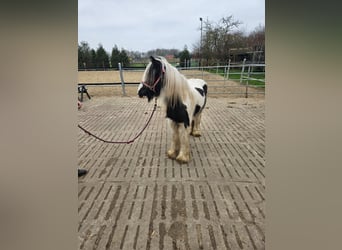 Gypsy Horse, Mare, 2 years, 12.1 hh, Gray-Dark-Tan