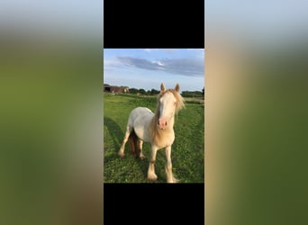 Tinker, Stute, 2 Jahre, 12,2 hh, Cremello