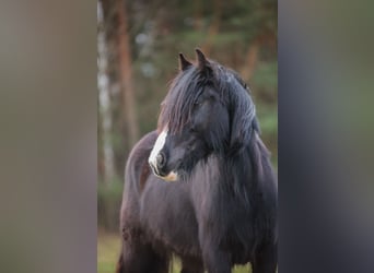 Gypsy Horse, Mare, 2 years, 13.1 hh, Black