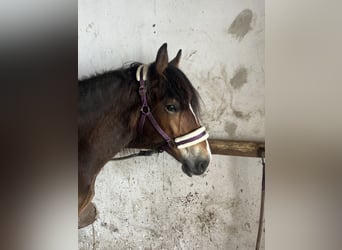Gypsy Horse Mix, Mare, 2 years, 13.2 hh, Brown
