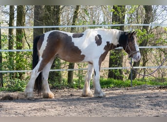 Tinker, Stute, 2 Jahre, 13 hh, Schecke