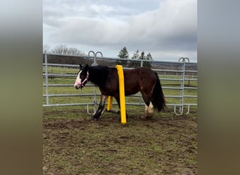 Gypsy Horse, Mare, 2 years, 13,3 hh, Brown