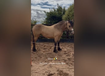 Gypsy Horse Mix, Mare, 2 years, 14.2 hh, Dun