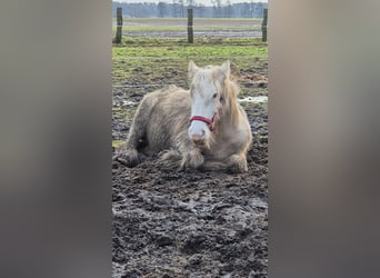 Gypsy Horse, Mare, 2 years, 14,2 hh, Palomino