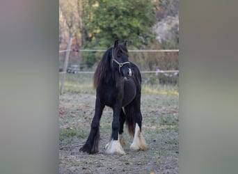 Gypsy Horse, Mare, 2 years, 14.2 hh, Pinto