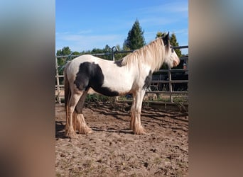 Gypsy Horse, Mare, 2 years, 14,2 hh, Pinto