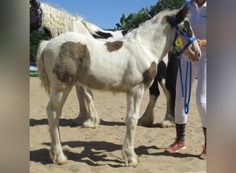 Gypsy Horse, Mare, 2 years, 14,2 hh, Pinto