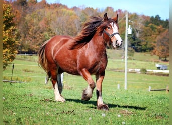 Gypsy Horse, Mare, 2 years, 14.3 hh, Bay