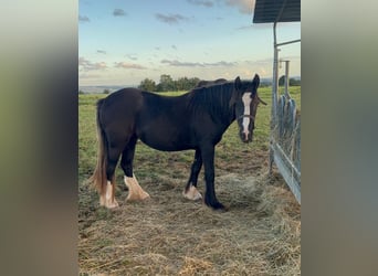 Gypsy Horse, Mare, 2 years, 14 hh, Black