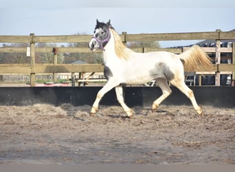 Gypsy Horse, Mare, 2 years, 14 hh, Tobiano-all-colors