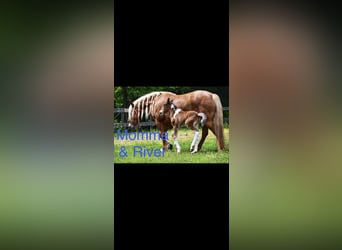 Gypsy Horse Mix, Mare, 2 years, 14 hh, Tobiano-all-colors