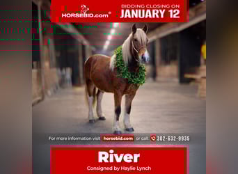 Gypsy Horse Mix, Mare, 2 years, 14 hh