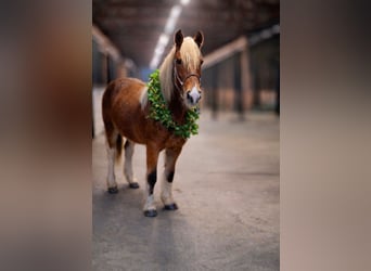 Gypsy Horse Mix, Mare, 2 years, 14 hh