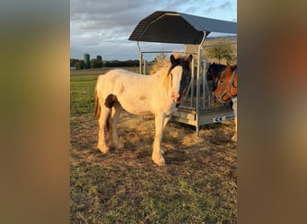 Gypsy Horse, Mare, 2 years, 14,1 hh, Pinto