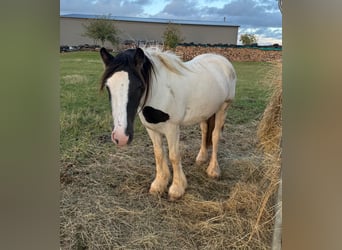 Gypsy Horse, Mare, 2 years, 14,1 hh, Pinto