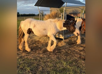 Gypsy Horse, Mare, 2 years, 14,1 hh, Pinto