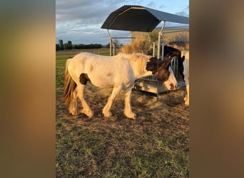 Gypsy Horse, Mare, 2 years, 14,1 hh, Pinto