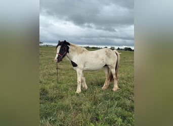 Gypsy Horse, Mare, 2 years, 14,2 hh, Pinto