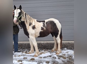 Gypsy Horse, Mare, 2 years, 15,1 hh, Pinto