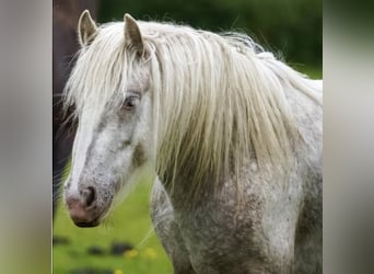 Gypsy Horse, Mare, 2 years