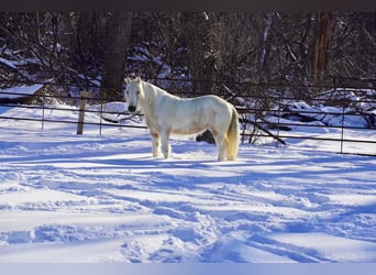 Gypsy Horse, Mare, 2 years, Buckskin