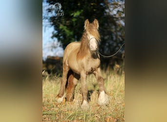 Gypsy Horse, Mare, 2 years, Champagne