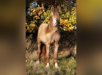 Gypsy Horse, Mare, 2 years, Champagne