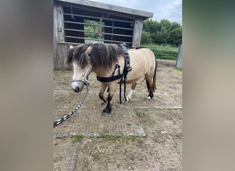 Tinker Mix, Stute, 3 Jahre, 12,1 hh, Buckskin