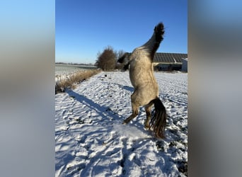 Tinker Mix, Stute, 3 Jahre, 12,1 hh, Buckskin