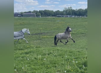 Tinker Mix, Stute, 3 Jahre, 12,1 hh, Buckskin