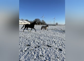 Tinker Mix, Stute, 3 Jahre, 12,1 hh, Buckskin