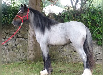 Gypsy Horse, Mare, 3 years, 12.2 hh, Roan-Bay