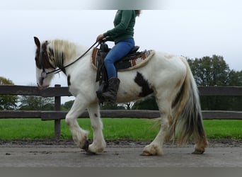 Gypsy Horse, Mare, 3 years, 13.1 hh, Pinto