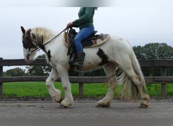 Gypsy Horse, Mare, 3 years, 13.1 hh, Pinto