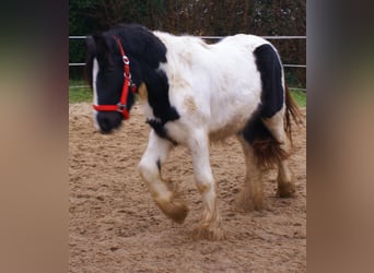 Gypsy Horse, Mare, 3 years, 13,1 hh, Pinto