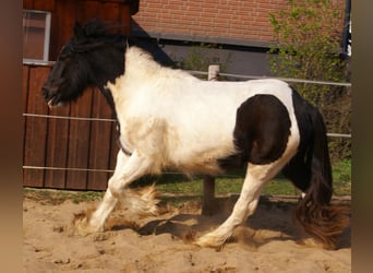 Gypsy Horse, Mare, 3 years, 13.1 hh, Pinto