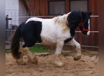 Gypsy Horse, Mare, 3 years, 13,1 hh, Pinto