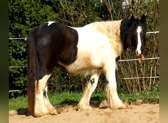 Gypsy Horse, Mare, 3 years, 13.1 hh, Pinto